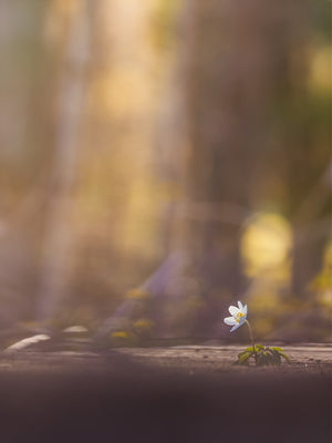 Vitsippa i kvällsljus – Sillvik naturreservat Hisingen | Fine Art Print