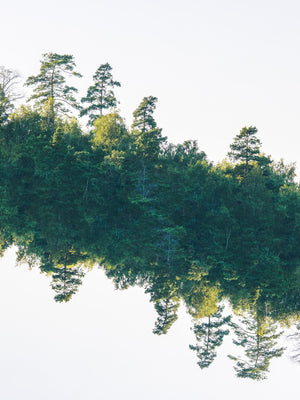 Svävande skog