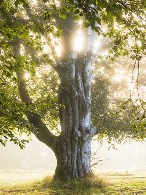 Morgonljus i Nääs slottspark – Lerums kommun | Fine Art Print