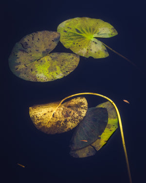 Näckrosblad i stillhet – Ecklasjön, Partille | Canvas