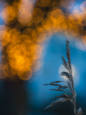 Vass & Ljus – Råda Säteri | Canvas