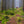 Dimmig Skog Mölndal – Herkulesskogen | Canvas