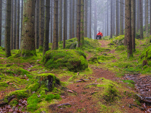 Dimmig Skog Mölndal – Herkulesskogen | Canvas