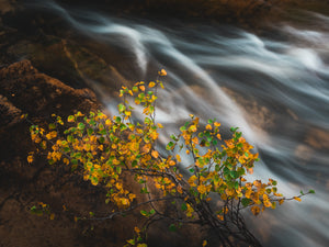 Höst vid Livsäterån