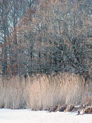 Vass i vinterlandskap Stora Amundön Göteborg – Fotokonst | Canvas