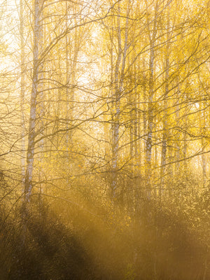 Morgonljus genom björkar i Gunnebo | Fine Art Print från Mölndal