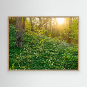 Vitsippor i Hördalen naturreservat – Vår i Kungsbacka | Canvas
