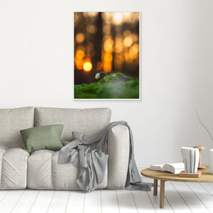 Vitsippa i aftonljus - CANVAS