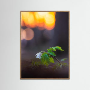 Vitsippa i solnedgång - Rådasjöns naturreservat | Fine Art Print