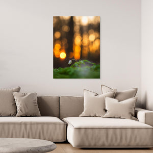 Vitsippa i aftonljus - CANVAS