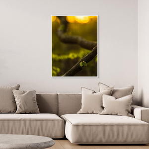Boklöv i kvällsljus – Svejserdalen, Mölndal | Canvas