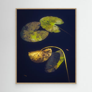 Näckrosblad i stillhet – Ecklasjön, Partille | Canvas