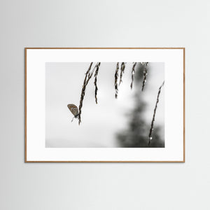 Fjäril på grässtrå vid Kvitåvatn – Telemark, Norge | Fine Art Print