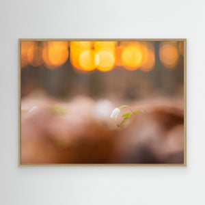 Vitsippa i solnedgång – Rådasjöns naturreservat | Canvas