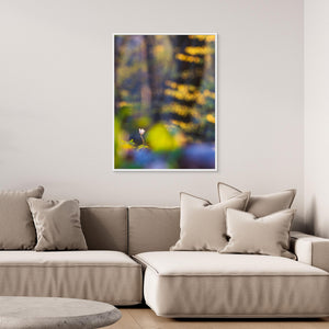 Vitsippa i bokskogen – Svejserdalen, Mölndal | Canvas