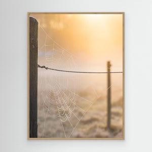 Spindelnät i morgonljus – Rådasjöns naturreservat | Canvas
