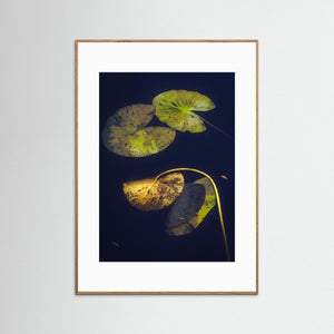 Näckrosblad i stillhet – Ecklasjön, Partille | Fine Art Print