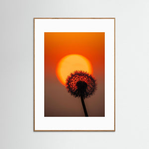 Danmark – Maskros i solnedgång vid Hirtshals | Fine Art Print
