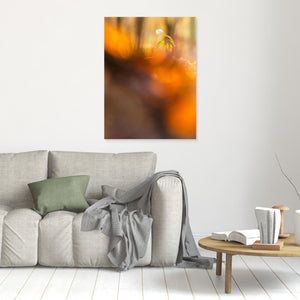 Vitsippa i kvällsglöd - CANVAS