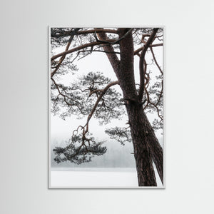 Tall vid Finnsjön i dimma – Mölnlycke, Härryda kommun | Fine Art Print 