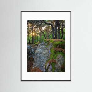 Särö Västerskog – gammelskog och kvällsljus i Kungsbacka | Fine Art Print