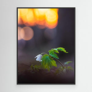 Vitsippa i solnedgång - Rådasjöns naturreservat | Canvas