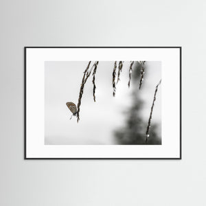 Fjäril på grässtrå vid Kvitåvatn – Telemark, Norge | Fine Art Print