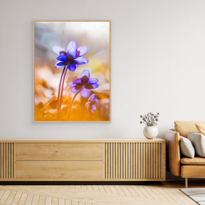 Blåsippor i vårsol Kallhed Hisingen Göteborg | Canvas