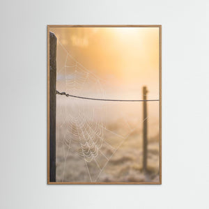 Spindelnät i morgonljus – Rådasjöns naturreservat | Fine Art Print