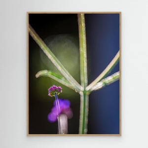 Blomma i motljus vid Fallebokvarn – Oskarshamn | Canvas