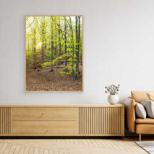 Bokskog i Rådasjöns naturreservat – Härryda | Canvas
