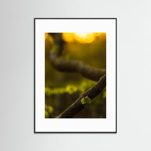 Boklöv i kvällsljus – Svejserdalen, Mölndal | Fine Art Print