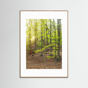 Bokskog i Rådasjöns naturreservat – Härryda | Fine Art Print