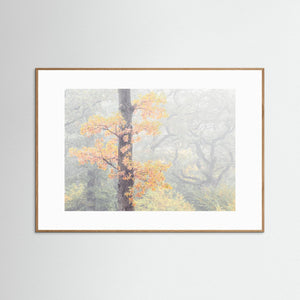 Dimma bland ekarna – Krokängsparken, Göteborg | Fine Art Print