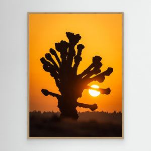 Soluppgång vid Stensjön – Hamlade lind i Mölndal | Canvas