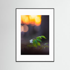 Vitsippa i solnedgång - Rådasjöns naturreservat | Fine Art Print