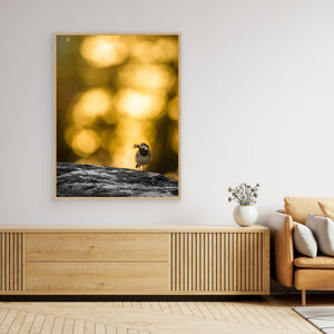 Sädesärla i motljus vid Klingforsen - CANVAS