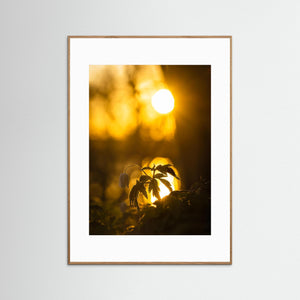 Vitsippa i solnedgång – Rådasjöns naturreservat | Fine Art Print