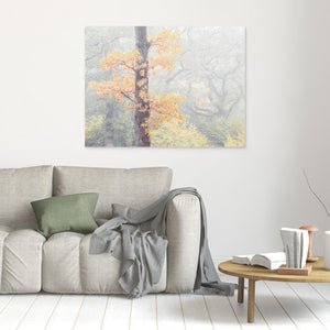 Dimma bland ekarna – Krokängsparken, Göteborg | Canvas