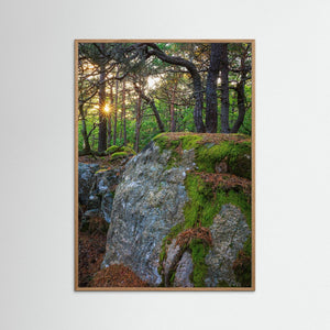 Särö Västerskog – gammelskog och kvällsljus i Kungsbacka | Fine Art Print