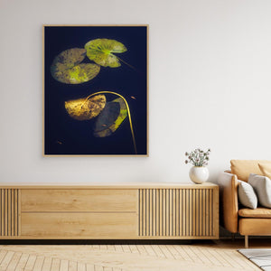 Näckrosblad i stillhet – Ecklasjön, Partille | Canvas