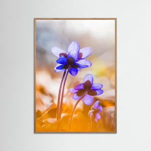 Blåsippor i vårsol Kallhed Hisingen Göteborg | Fine Art Print