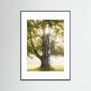 Morgonljus i Nääs slottspark – Lerums kommun | Fine Art Print