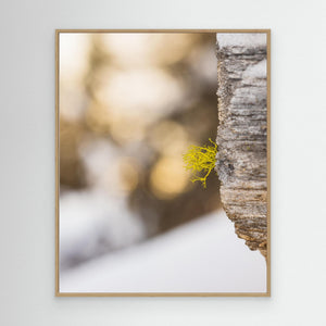 Varglav vid Storsätern – Grövelsjöfjällen, Dalarna | Canvas