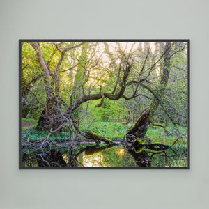 Vid sumpskogens kant - CANVAS