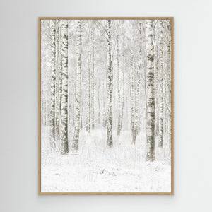 Björkarnas vila - CANVAS