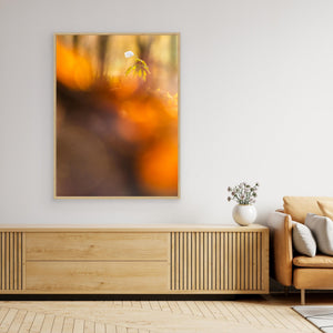Vitsippa i kvällsglöd - CANVAS