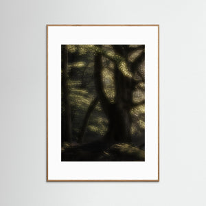 Bokskog i morgonljus – Gäddevik naturreservat | Fine Art Print