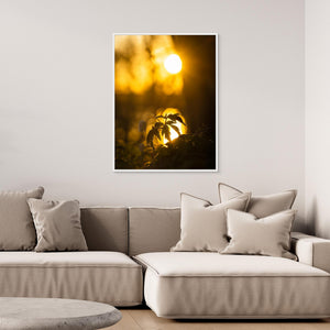Vitsippa i solnedgång – Rådasjöns naturreservat | Canvas
