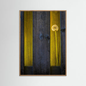 Hökälla Hisingen Göteborg – Maskros i Ljus mellan Träplankor | Fine Art Print